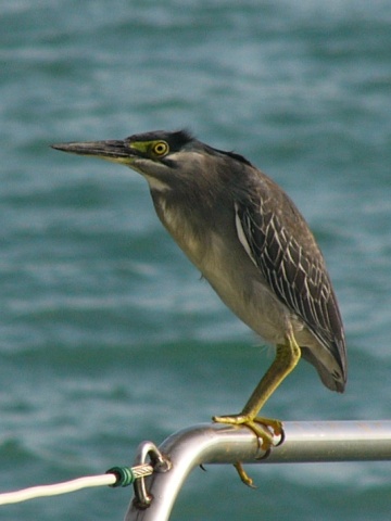 Night Heron